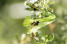 Mantide religiosa